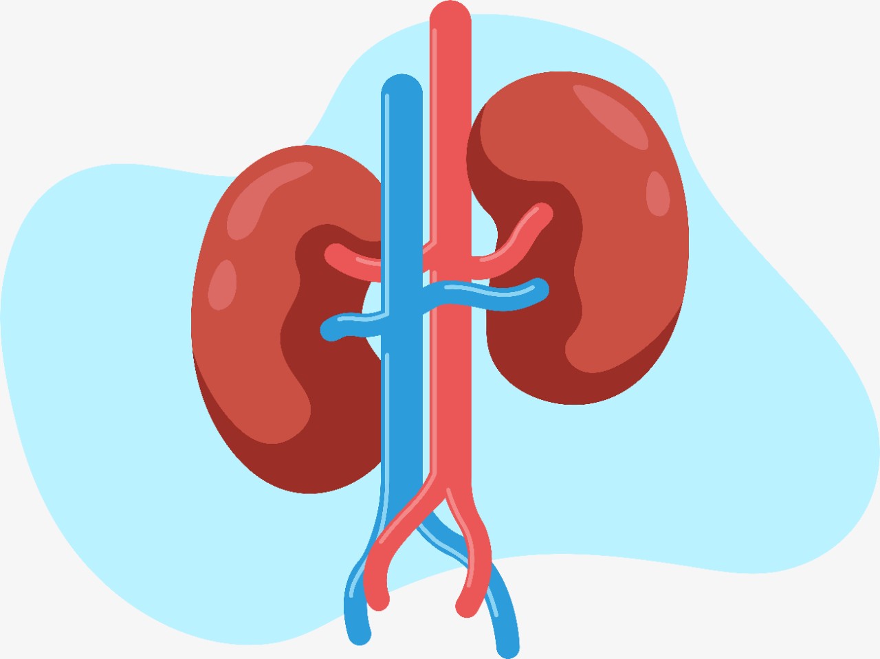kidney-basics2